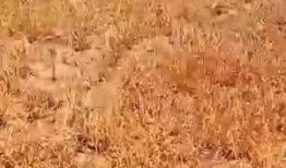 石家庄高邑爆料事件最新